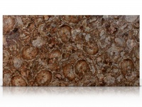 Brown Petrified Wood slab